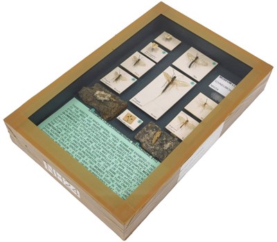 Lot 645 - A fly ichneumon taxidermy fly case, depicting...