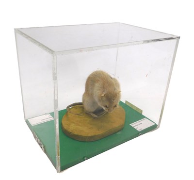 Lot 653 - A taxidermied model of a rat, on a stylised...
