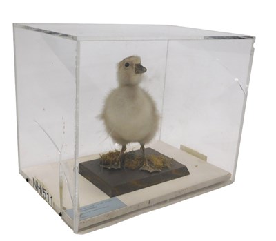 Lot 654 - A taxidermied model of a domestic goose, in a...