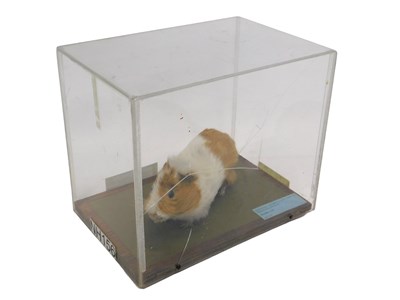Lot 655 - A taxidermied model of a guinea pig, in a...