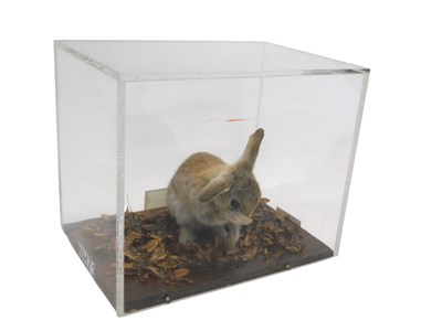Lot 656 - A taxidermied model of a baby rabbit, in an...
