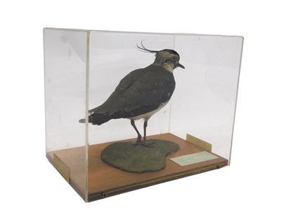Lot 657 - A taxidermied model of a lapwing, on a...