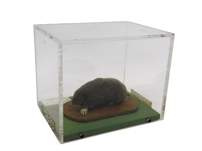 Lot 658 - A taxidermied model of a mole, on an oval...