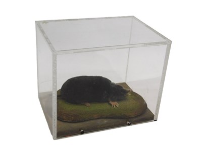 Lot 660 - A taxidermied model of a mole, on a...