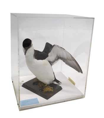 Lot 661 - A taxidermied model of a razorbill, on a...
