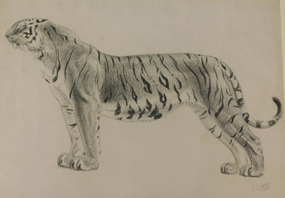 Lot 318 - Gustave Guetant (1873-1953). Tiger, charcoal...